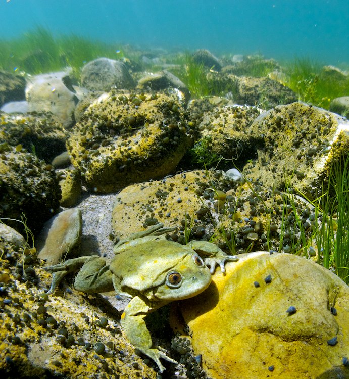 Telmatobius culeus Telmatobius culeus