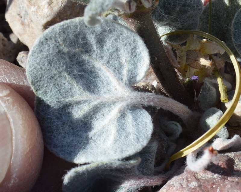 Eriogonum brachypodum