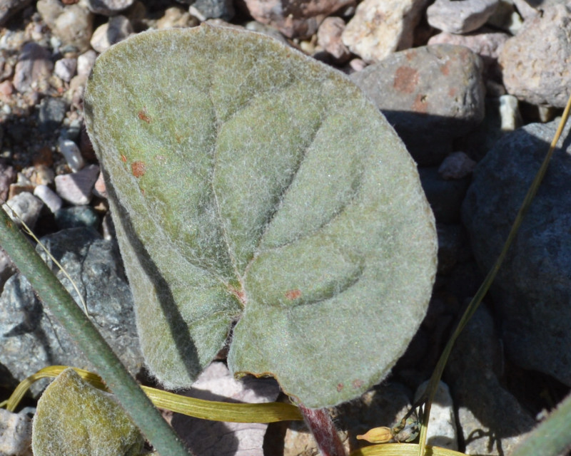 Eriogonum brachypodum