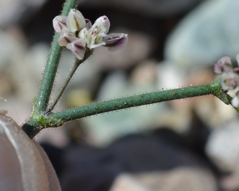Eriogonum brachypodum