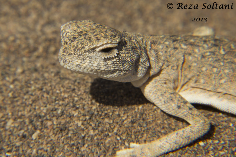 Phrynocephalus maculatus maculatus Phrynocephalus maculatus maculatus