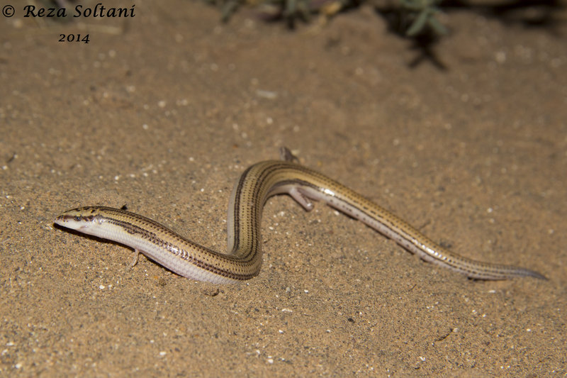 Ophiomorus maranjabensis Ophiomorus maranjabensis