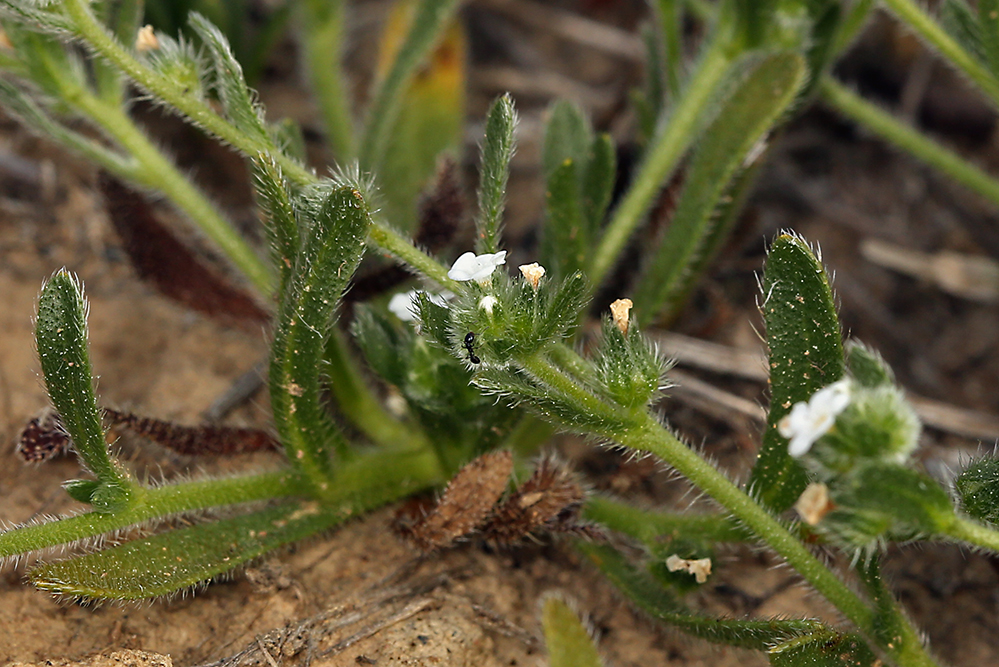 Plagiobothrys collinus