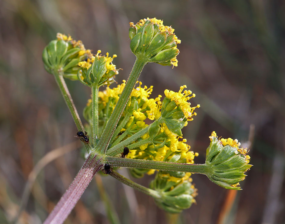 Lomatium caruifolium var. caruifolium