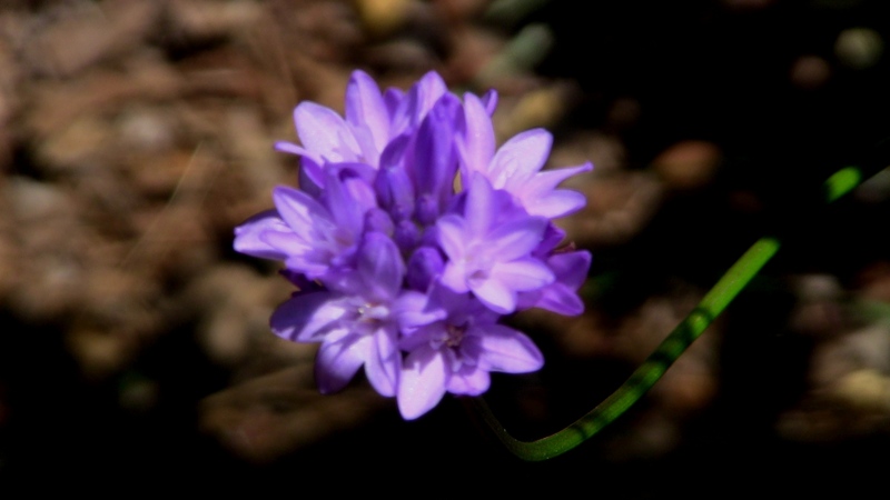 Dichelostemma capitatum Dichelostemma capitatum