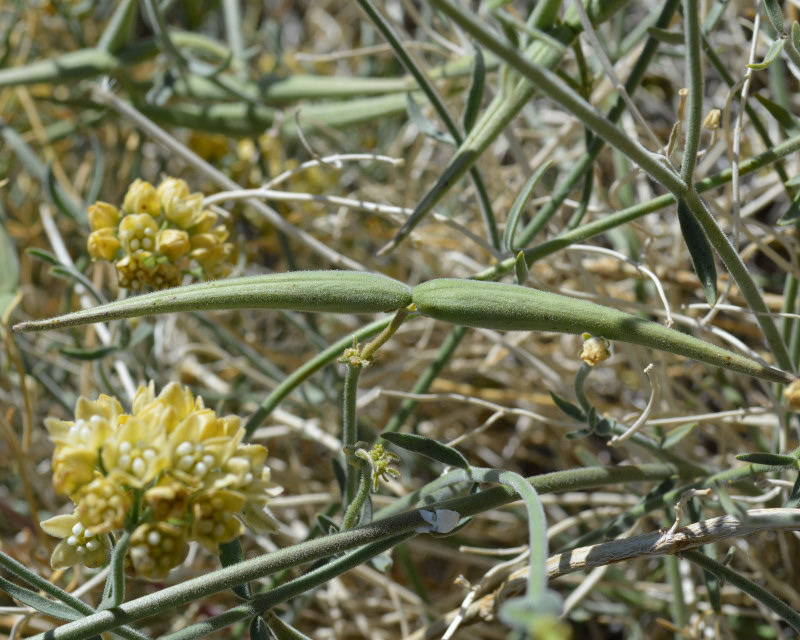 Funastrum hirtellum