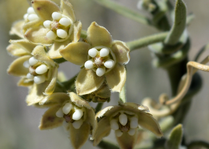 Funastrum hirtellum