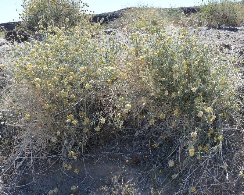 Funastrum hirtellum