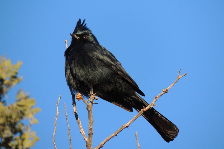 Phainopepla nitens