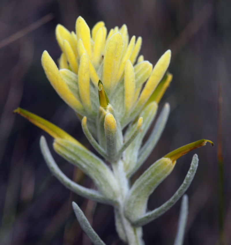 Castilleja hololeuca