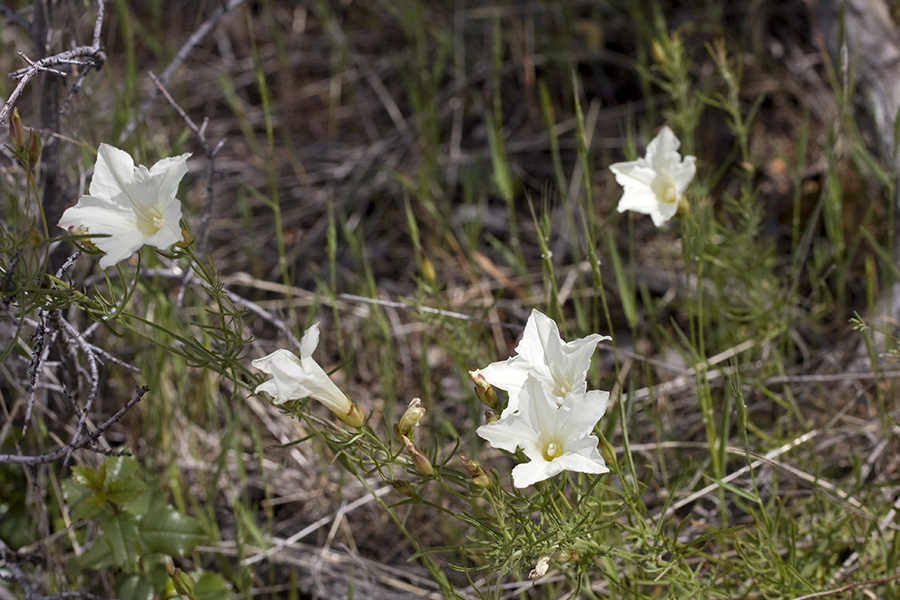 Calystegia stebbinsii Calystegia stebbinsii