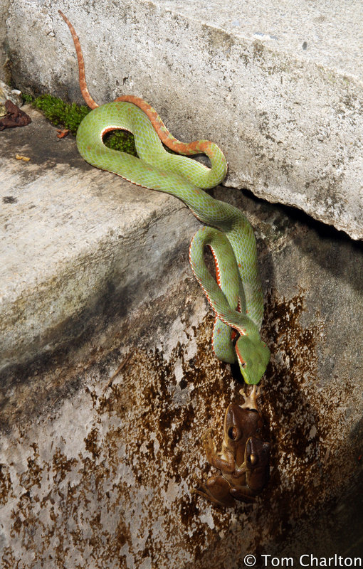 Trimeresurus fucatus Trimeresurus fucatus