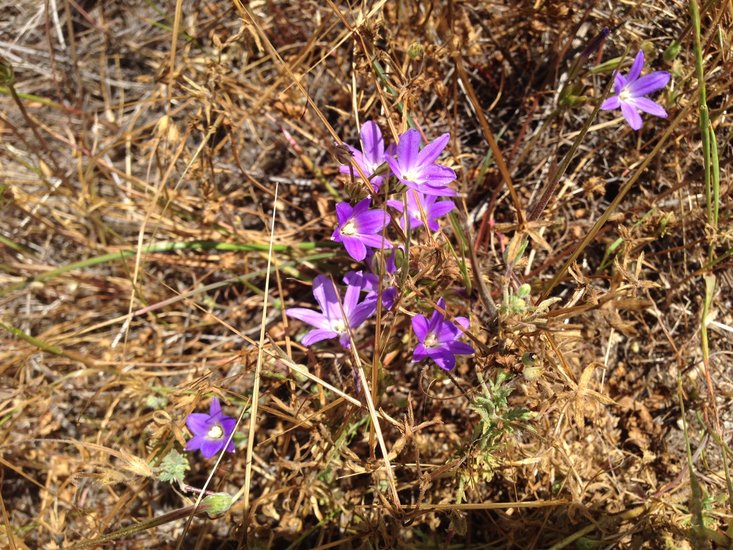 Brodiaea filifolia