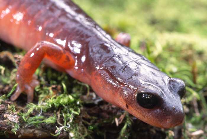 Ensatina eschscholtzii oregonensis Ensatina eschscholtzii oregonensis