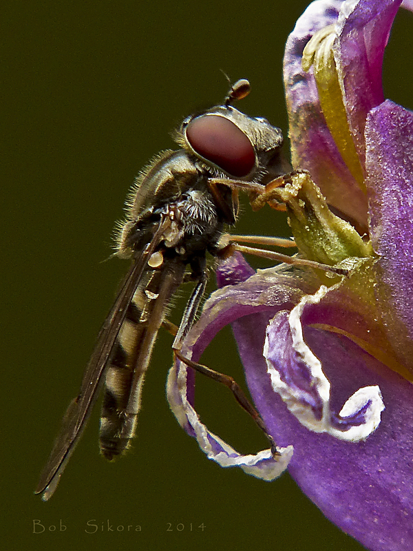 Platycheirus sp.