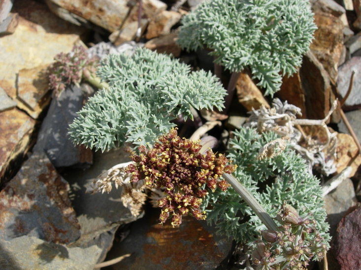 Lomatium shevockii Lomatium shevockii