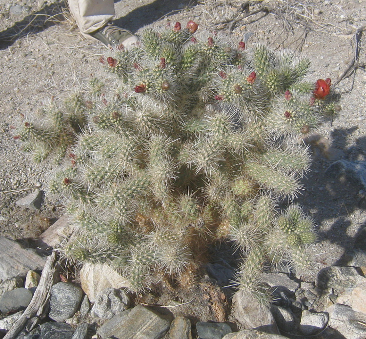 Cylindropuntia chuckwallensis Cylindropuntia chuckwallensis