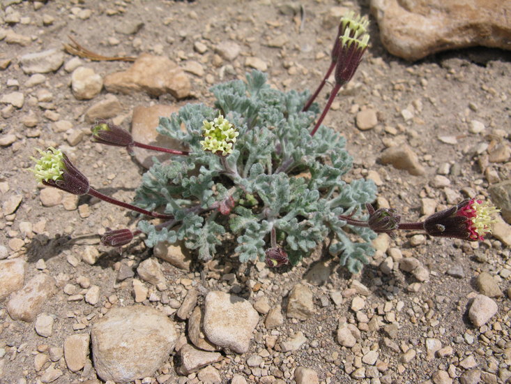 Chaenactis nevadensis Chaenactis nevadensis
