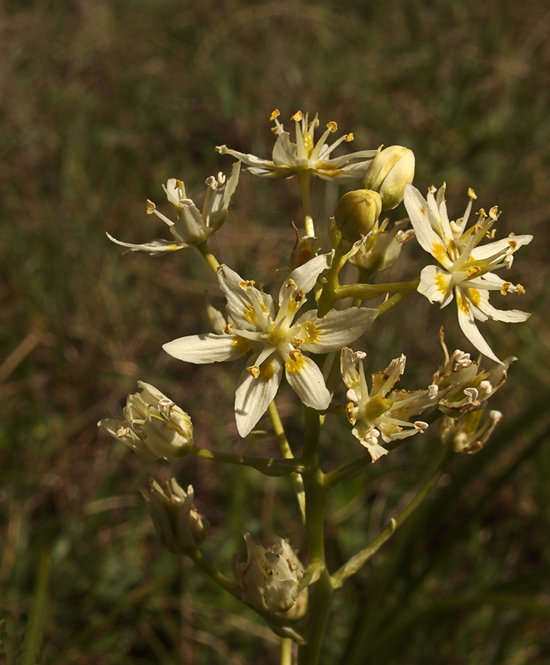 Toxicoscordion fontanum