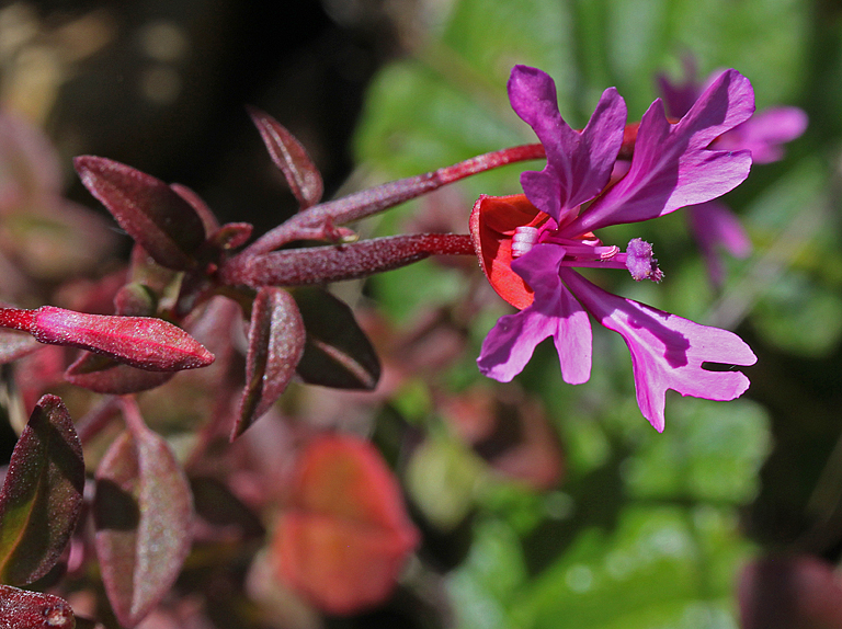 Clarkia concinna ssp. raichei