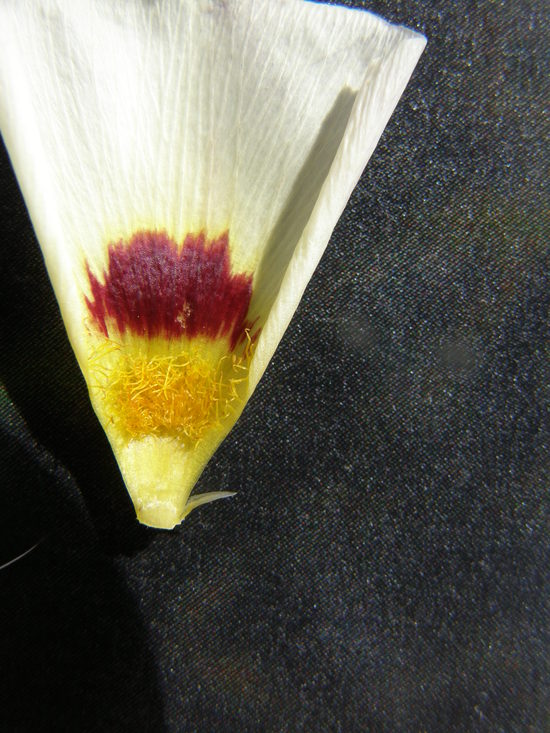 Calochortus syntrophus Calochortus syntrophus