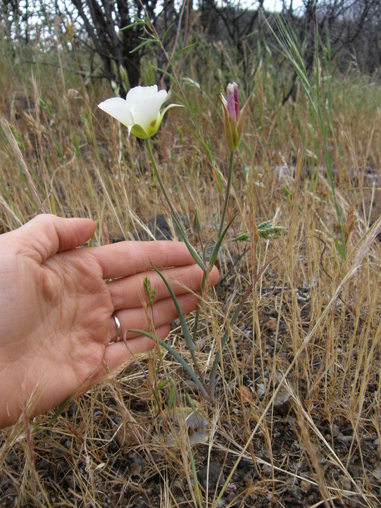 Calochortus syntrophus Calochortus syntrophus