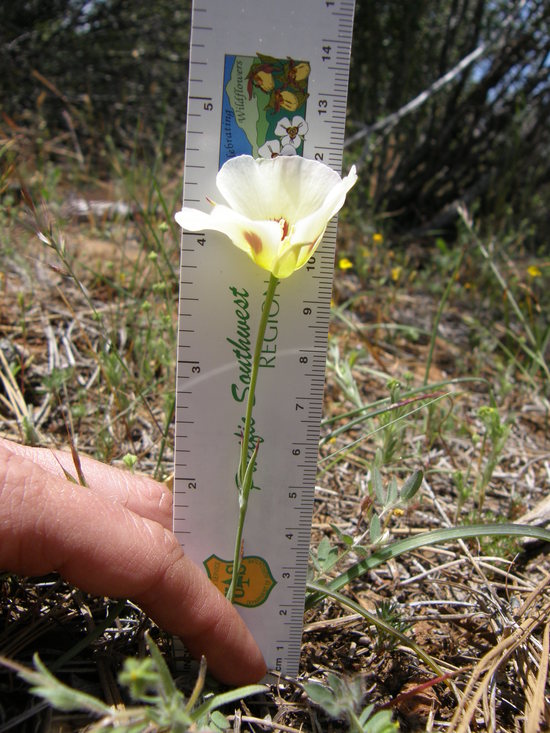 Calochortus syntrophus Calochortus syntrophus