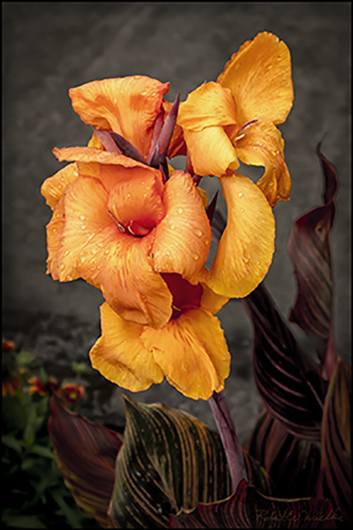 Canna cv. Bengal Tiger Canna cv. Bengal Tiger
