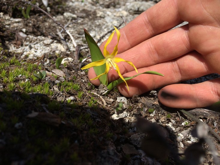 Erythronium grandiflorum ssp. grandiflorum Erythronium grandiflorum ssp. grandiflorum
