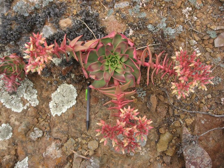 Dudleya candelabrum Dudleya candelabrum