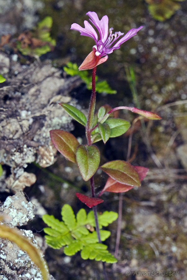 Clarkia concinna ssp. raichei Clarkia concinna ssp. raichei