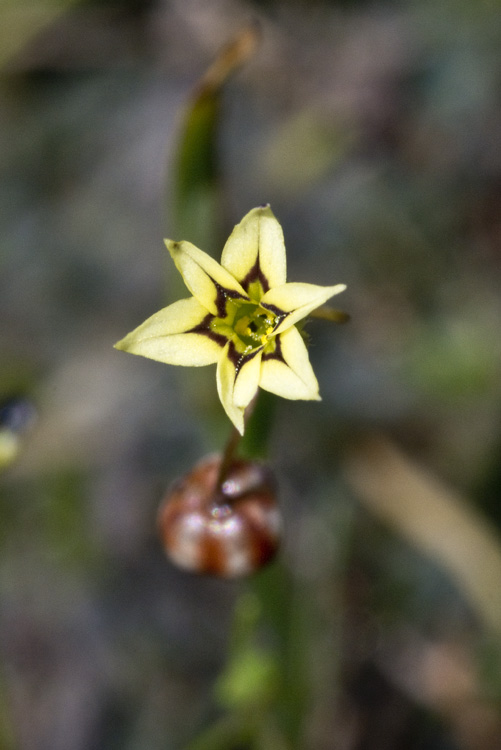 Sisyrinchium micranthum