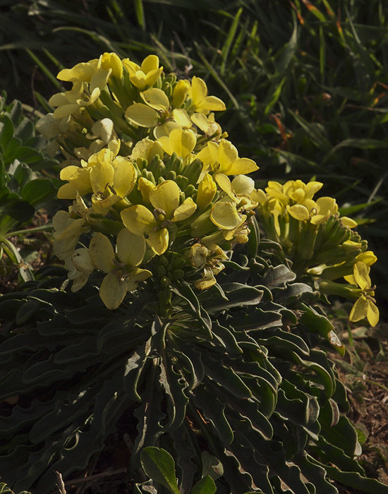 Erysimum concinnum x erysimum menziesii Erysimum concinnum x erysimum menziesii