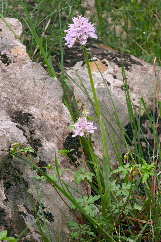 Neotinea tridentata ssp. tridentata