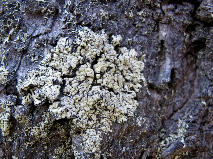 Parmeliopsis ambigua Parmeliopsis ambigua