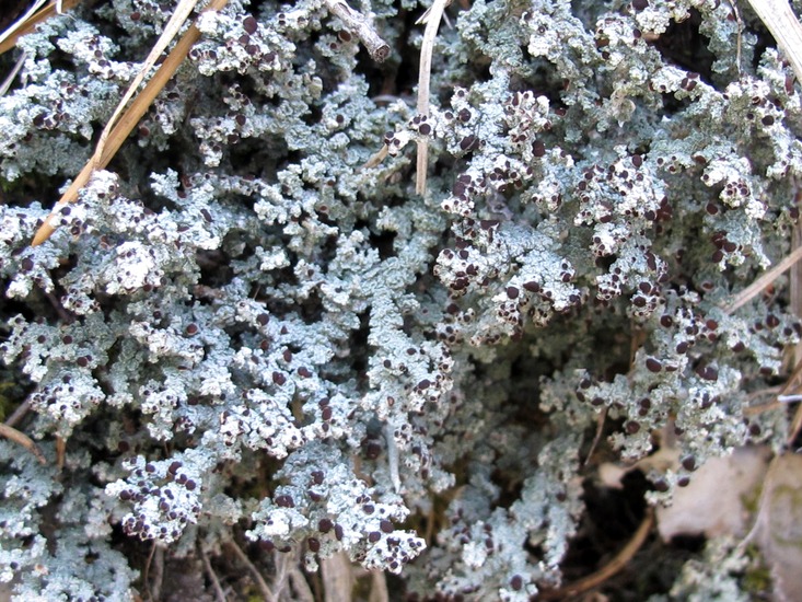 Stereocaulon tomentosum Stereocaulon tomentosum