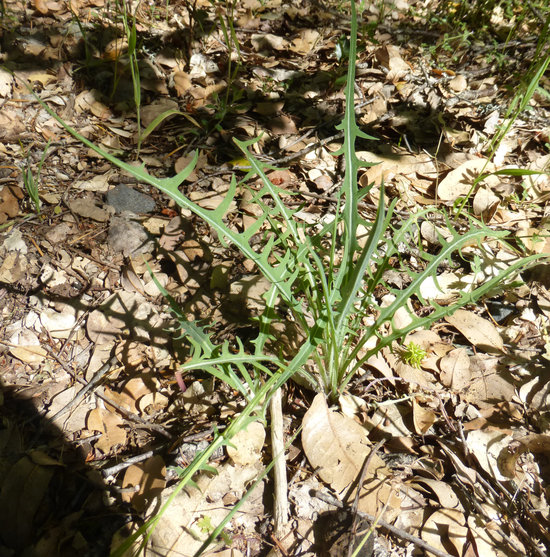 Agoseris retrorsa