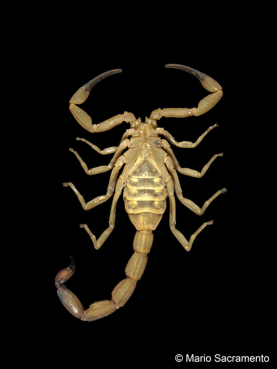 Tityus serrulatus Tityus serrulatus