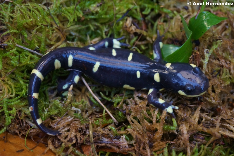 Ambystoma californiense