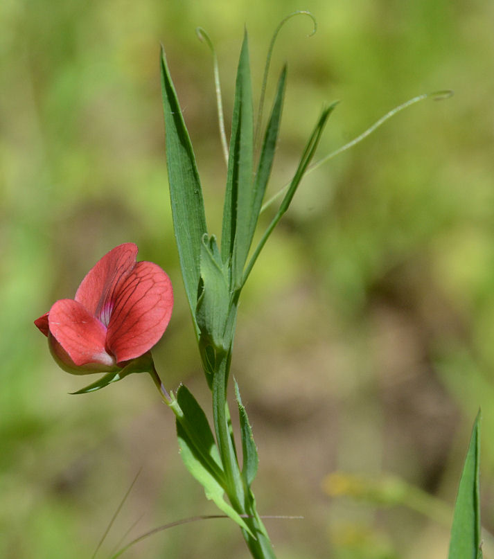 Lathyrus cicera