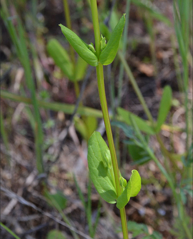 Plectritis congesta ssp. brachystemon