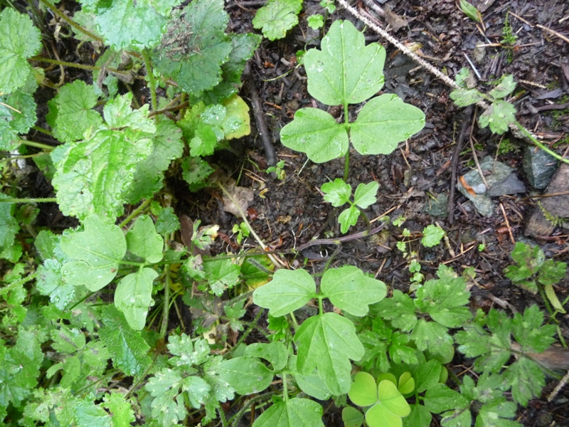 Cardamine angulata