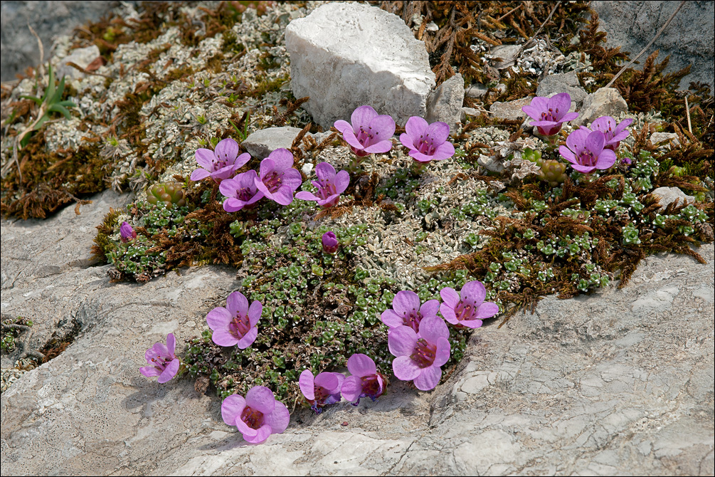 Saxifraga oppositifolia ssp. oppositifolia