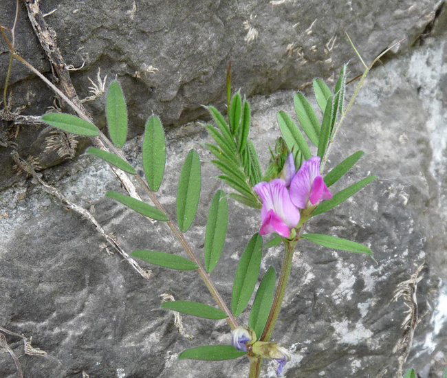 Vicia sativa ssp. segetalis