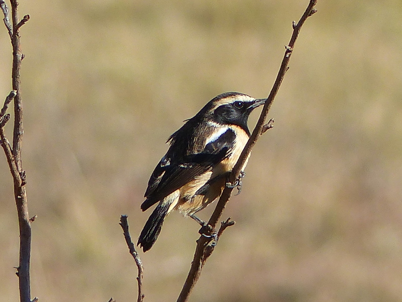 Oenanthe bifasciata