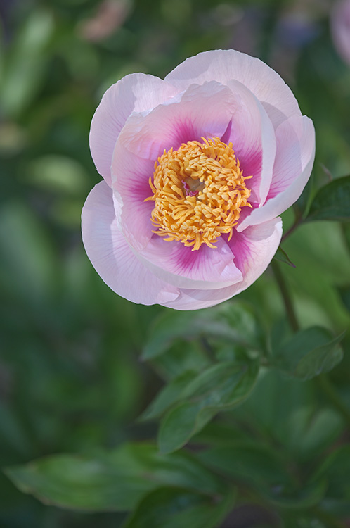 Paeonia x hybrid