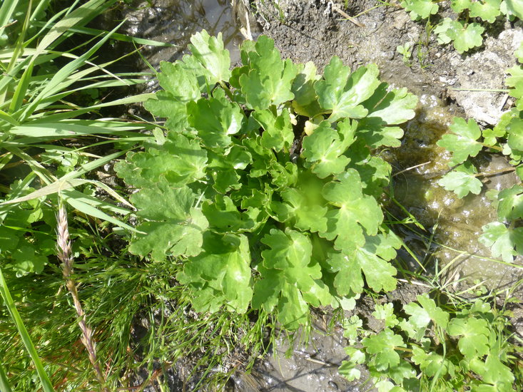Ranunculus sceleratus var. sceleratus