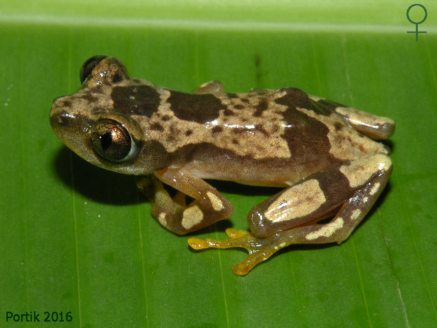 Afrixalus nigeriensis