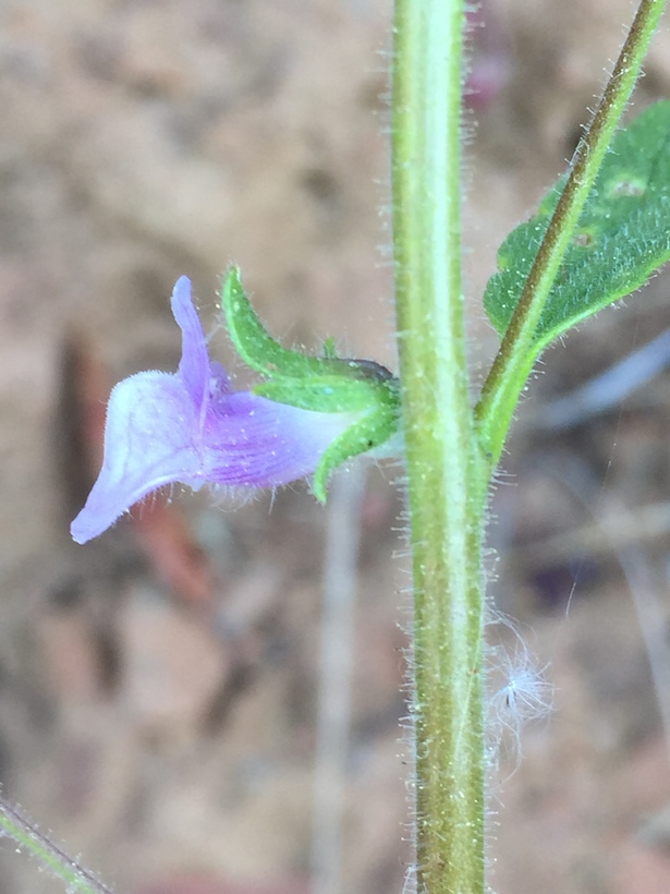 Antirrhinum vexillocalyculatum ssp. intermedium Antirrhinum vexillocalyculatum ssp. intermedium
