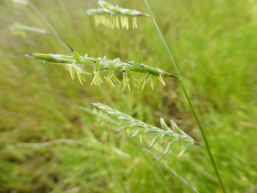 Pleuropogon californicus var. californicus